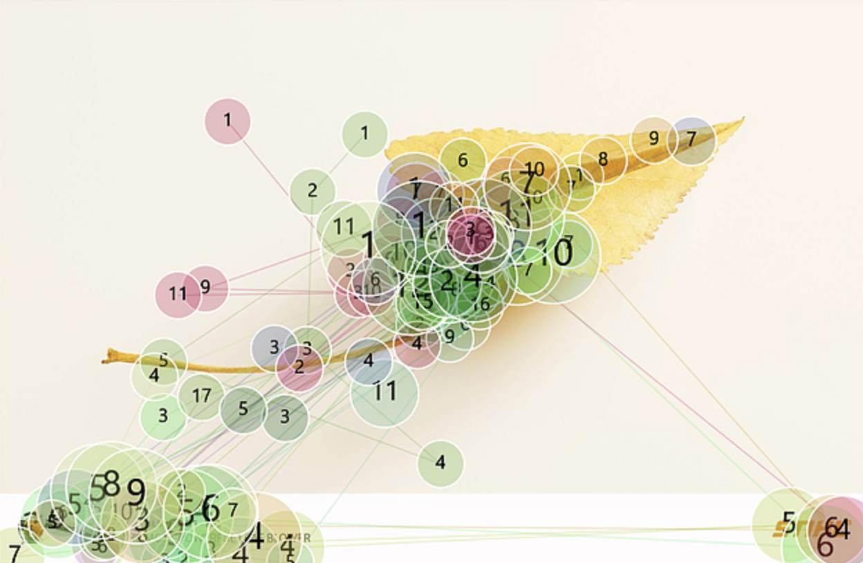 A gaze plot on an image of a leaf.